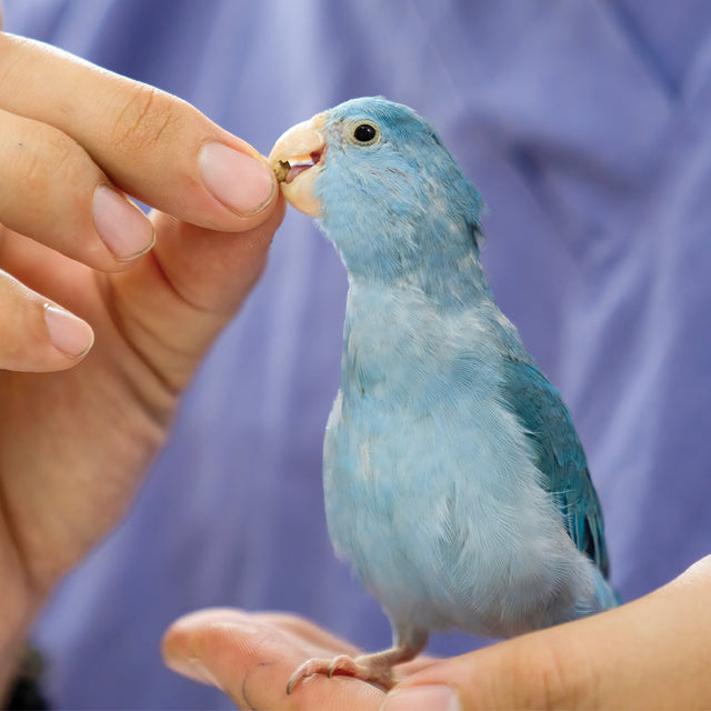 Bird - Health & wellbeing