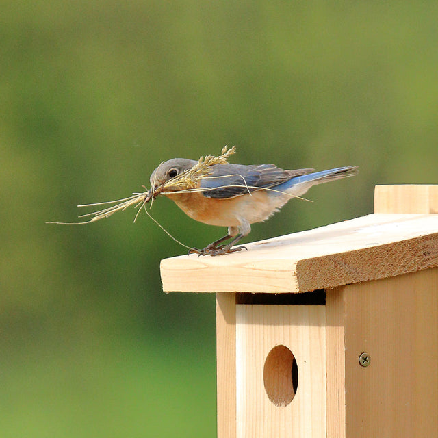 Bird Nesting Supplies