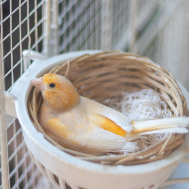 Bird Nests