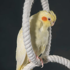 Collection image for: Bird - Toys