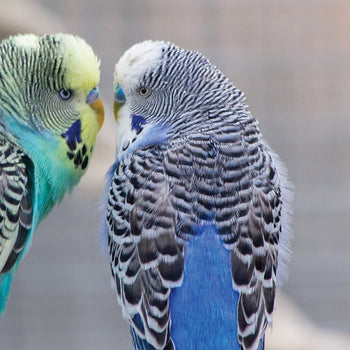 Budgie Food