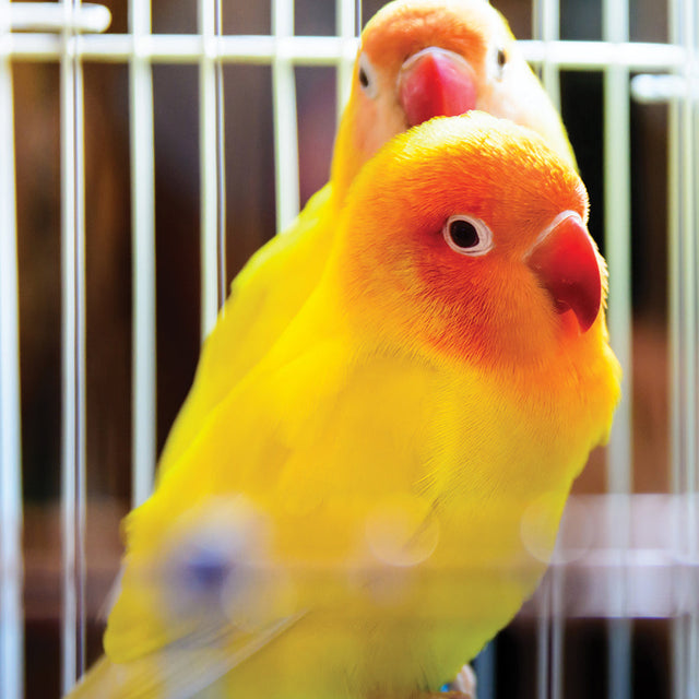 Bird - Cages & Aviaries