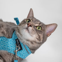 Collection image for: Dan & Sam Grooving Cat Walkwear