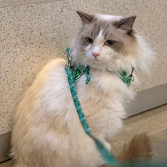 Collection image for: Dan & Sam Lahana Cat Walkwear