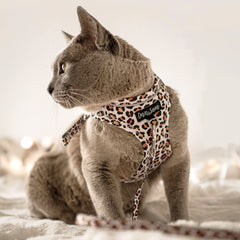 Collection image for: Dan & Sam Wild One Cat Walkwear