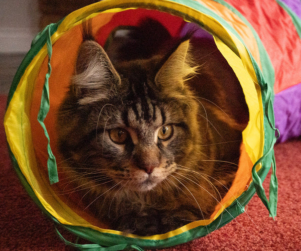 Cat Interactive Toys to Stimulate and Entertain Indoor Cats – Pets Domain