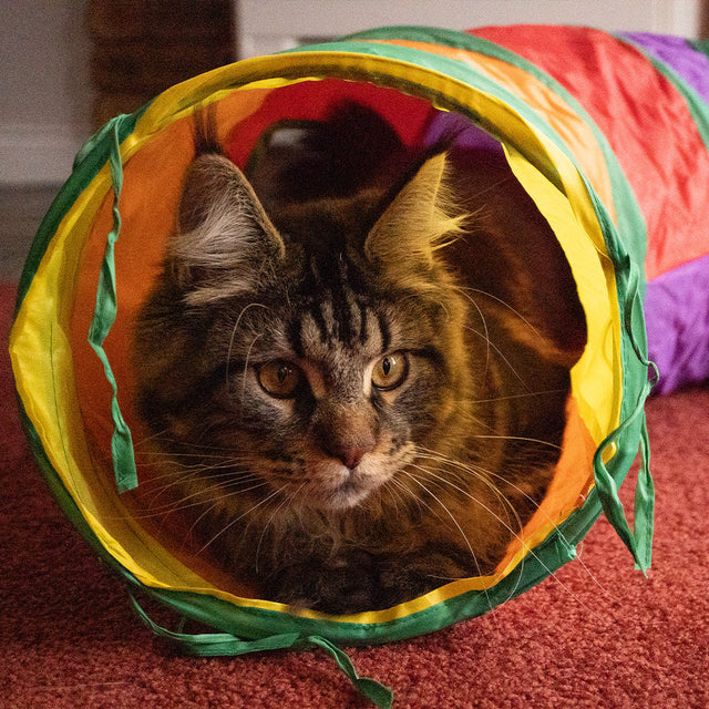 Cat Interactive Toys