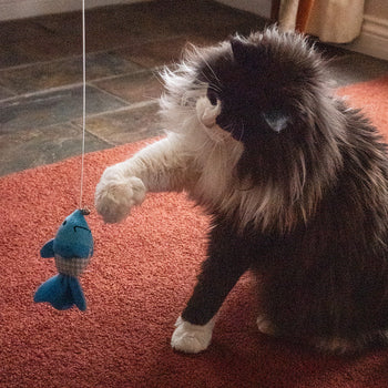 Cat Wand Toys