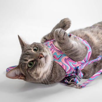 Dan & Sam Matching Cat Walkwear