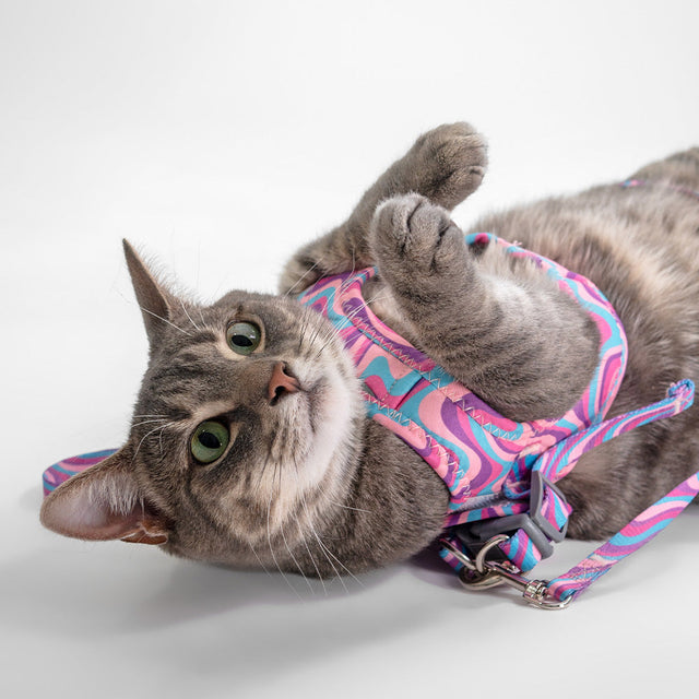 Dan & Sam Matching Cat Walkwear