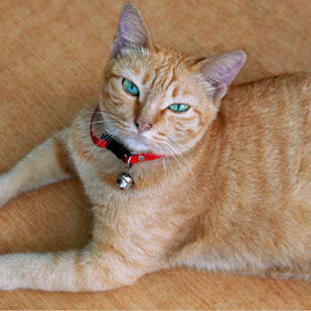 Cat Basic Collars