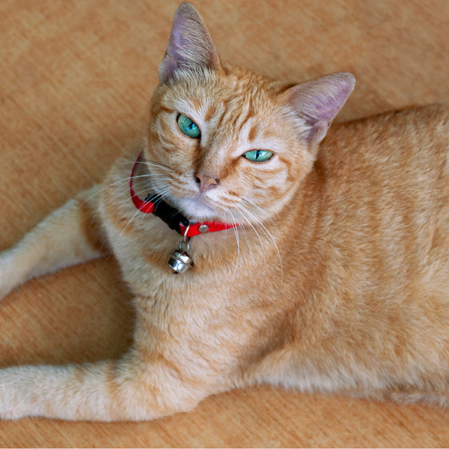 Cat Basic Collars