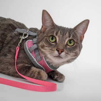 Cat Basic Harness & Lead Sets