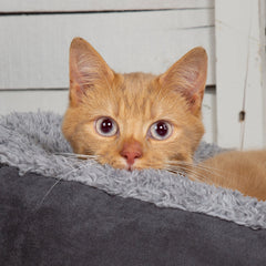 Collection image for: Cat - Bedding