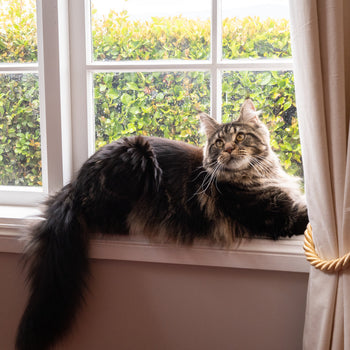 Cat Food - Breed Specific