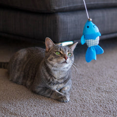 Collection image for: Cat - Toys