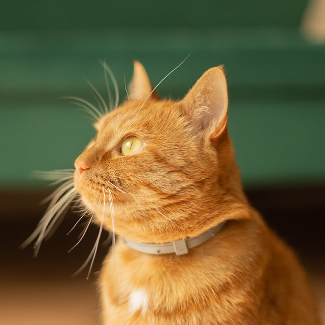 Cat Flea & Tick Collars