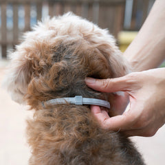 Collection image for: Dog Flea & Tick Collars