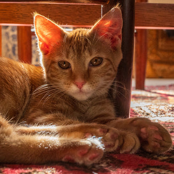 Kitten Flea, Tick & Worming