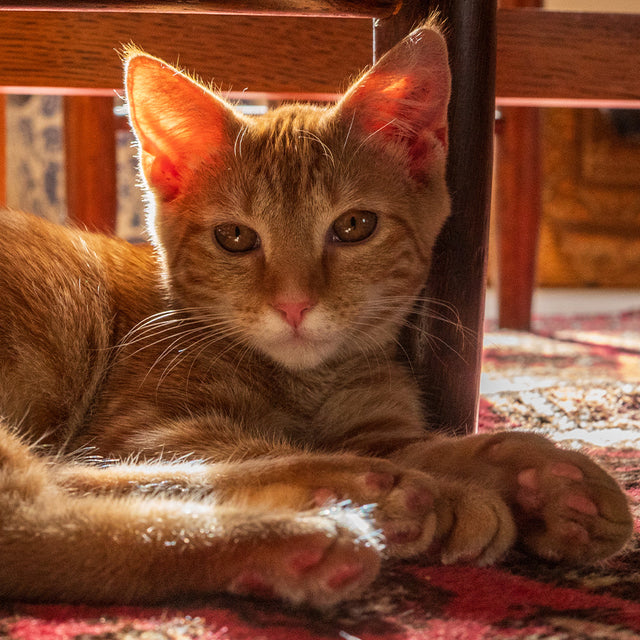 Kitten Flea, Tick & Worming