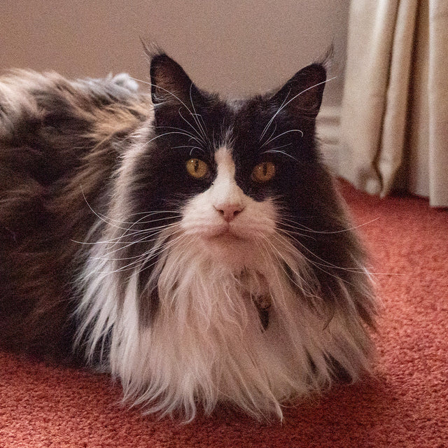 Cat Flea, Tick & Worming - Large >6kg