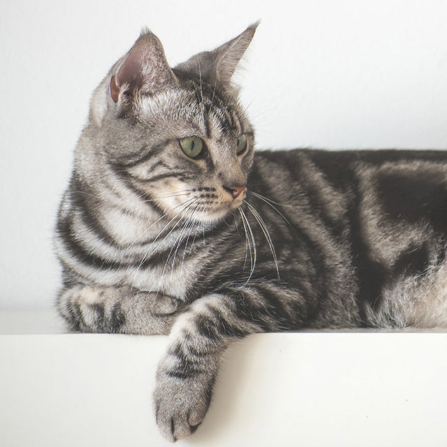 Cat Flea, Tick & Worming - Medium 4-6kg
