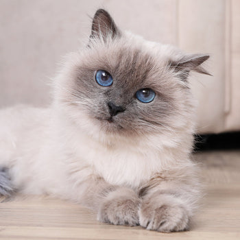 Cat Flea, Tick & Worming - Small <4kg