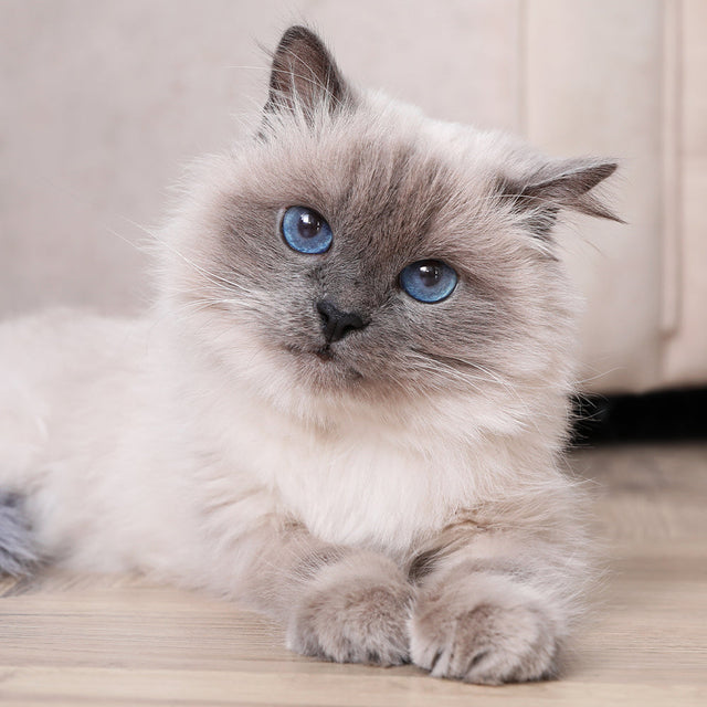 Cat Flea, Tick & Worming - Small <4kg