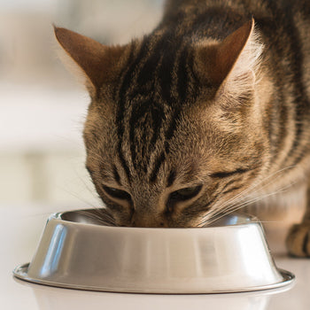 Cat Food