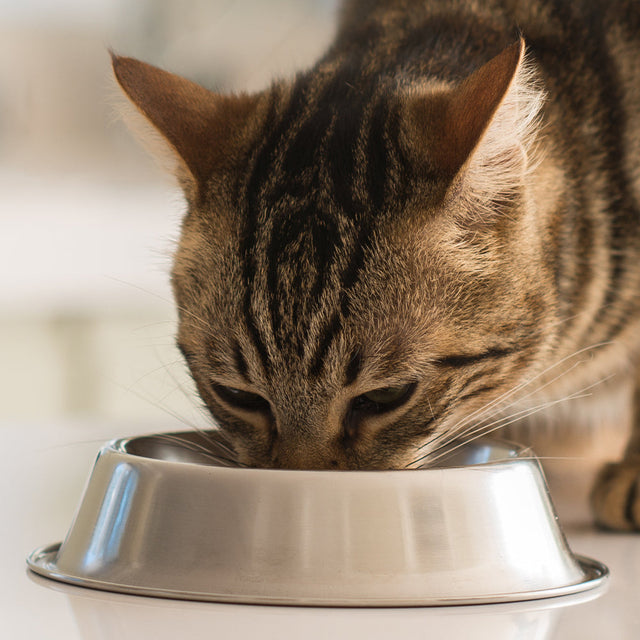Cat Food