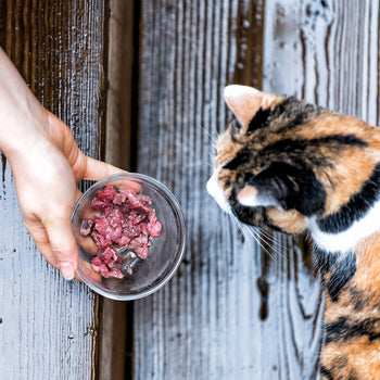 Cat Food - Fresh & Frozen