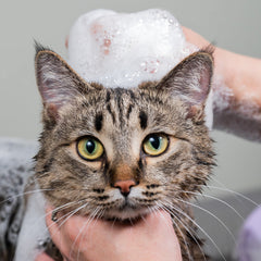 Collection image for: Cat - Grooming