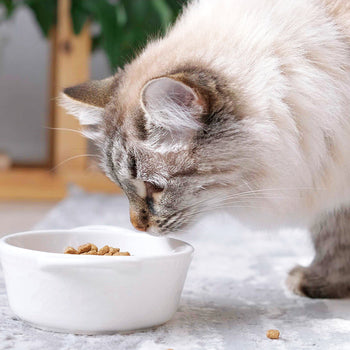 Cat Food - Hairball Control