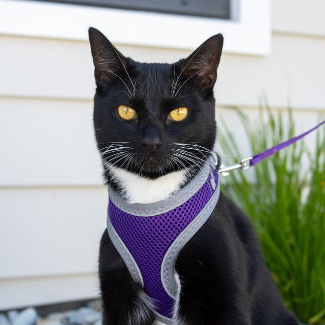 Cat Harness & Lead Sets
