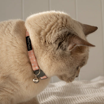 Cat Patterned Collars