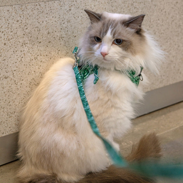 Cat Patterned Harness & Lead Sets
