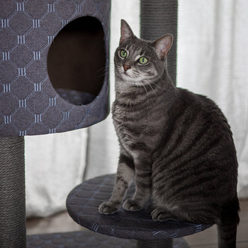 Cat - Scratching Poles