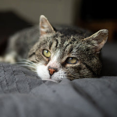 Collection image for: Cat Food - Senior