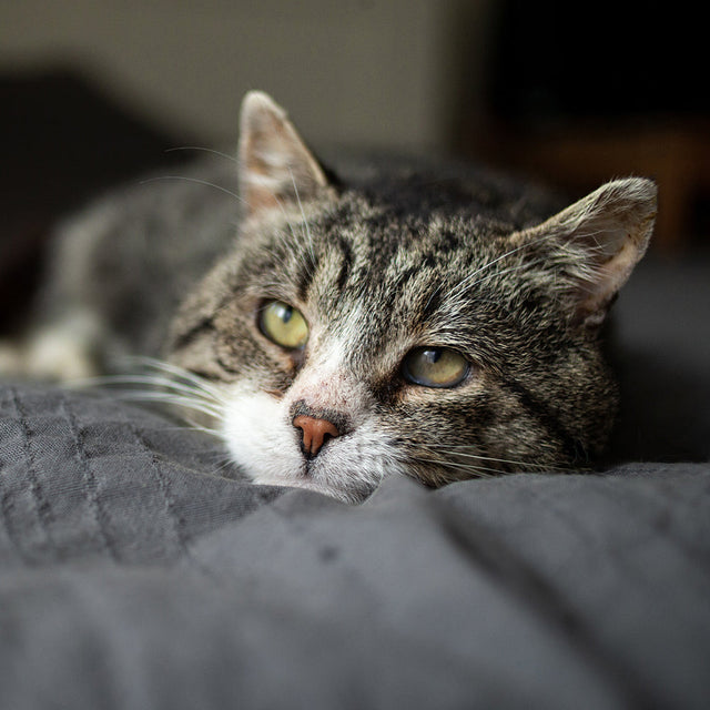 Cat Food - Senior