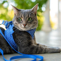 Collection image for: Cat - Collars, leads & harnesses