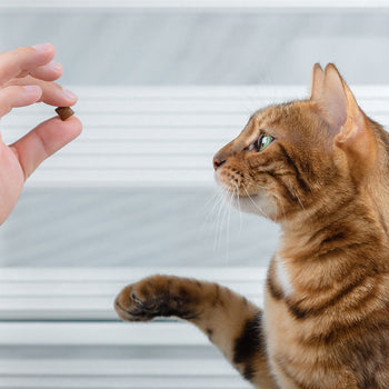 Cat - Training & behaviour control