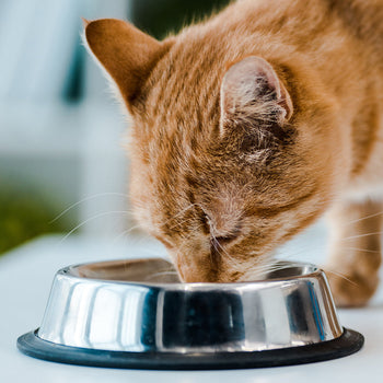 Cat Dry Food - Urinary Care