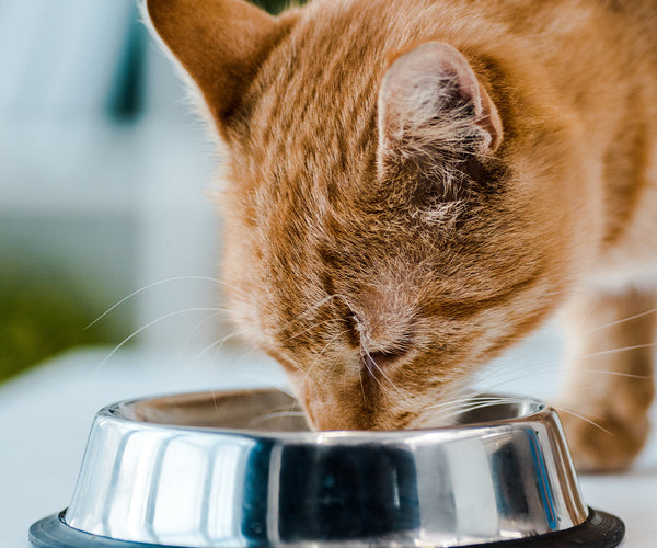 Urinary Care Cat Food – Support Bladder Health | Pets Domain