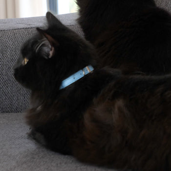 Cat Vegan Leather Collars
