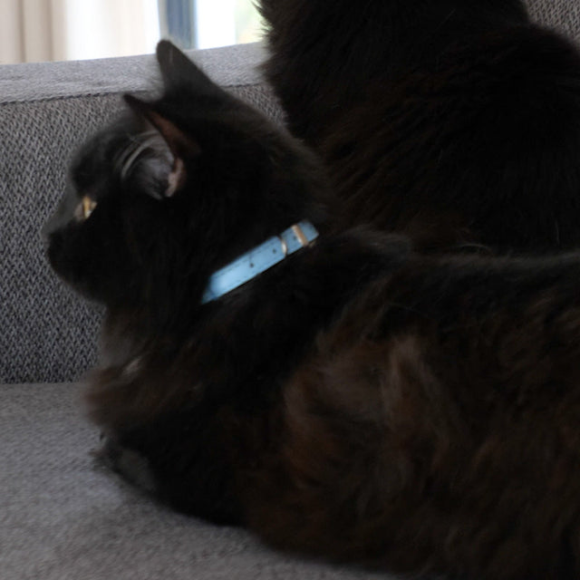 Cat Vegan Leather Collars
