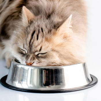 Cat Dry Food - Weight Management