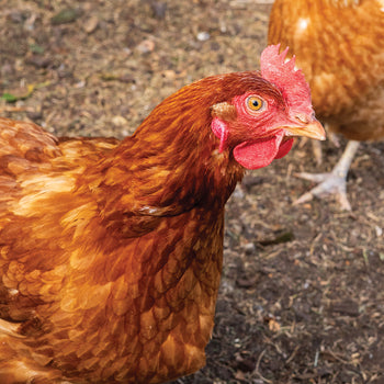 Poultry Food