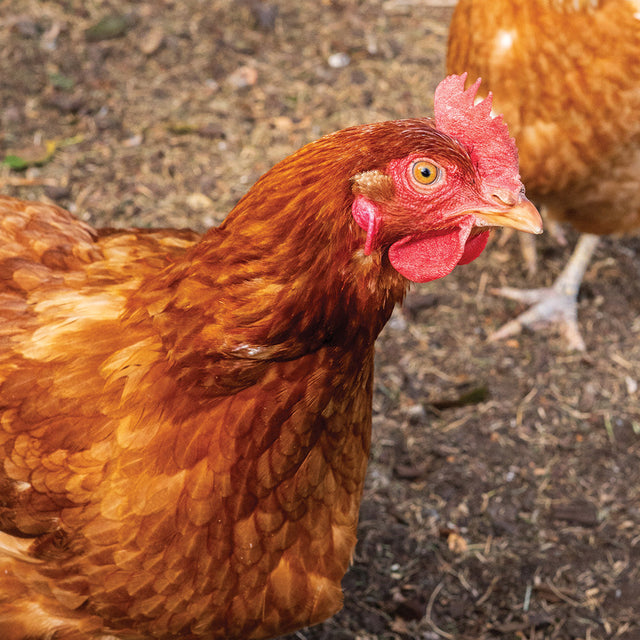 Poultry Food