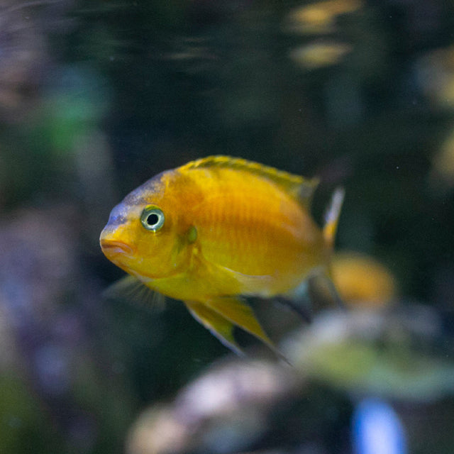 Cichlid Fish Food