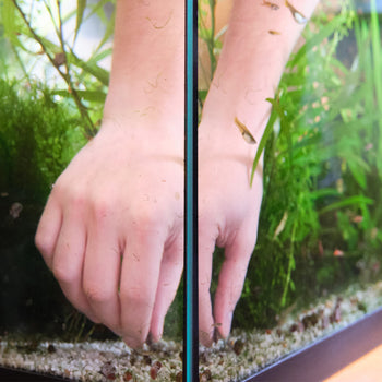 Fish - Cleaning & maintenance